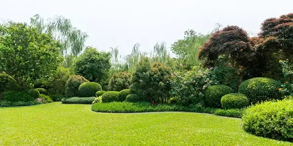 Expertly maintained trees and shrubs by Alpha Lawn Care
